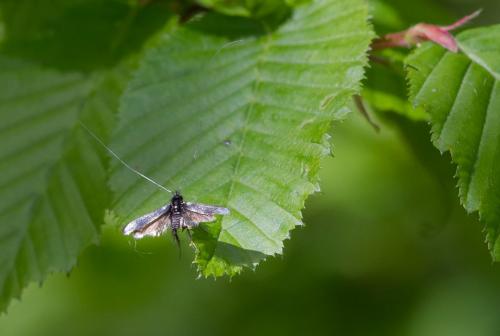 Adela reaumurella
