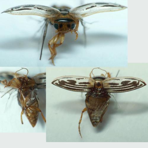 Hygrotus parallellogrammus