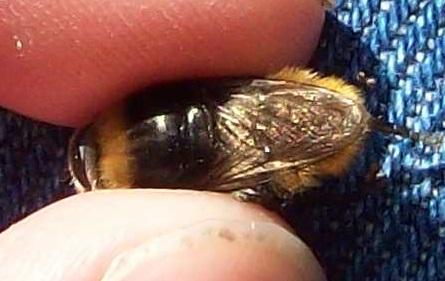 Merodon equestris