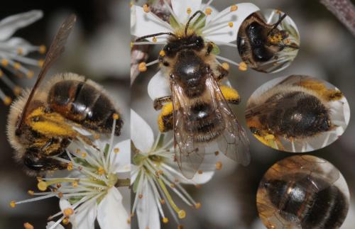 Andrena (scotica-trimmerana)