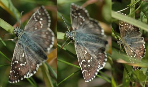 Réf. 162 690 : Pyrgus sp.