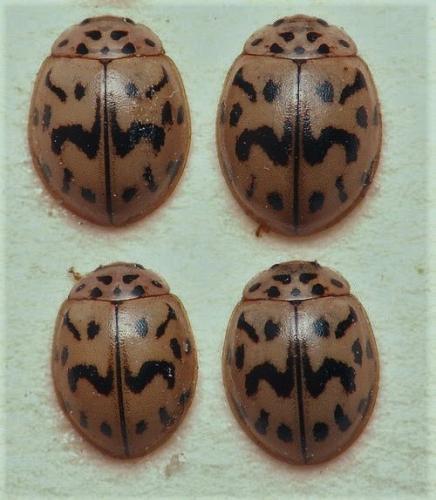 Oenopia doublieri