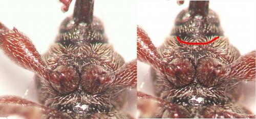 Dorytomus taeniatus