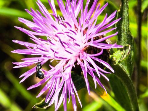 Ceratina sp.