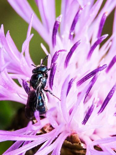 Ceratina sp.