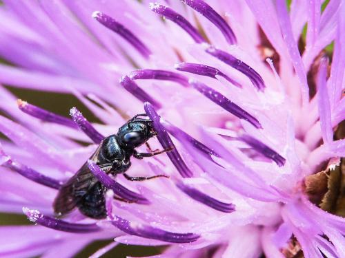 Ceratina sp.