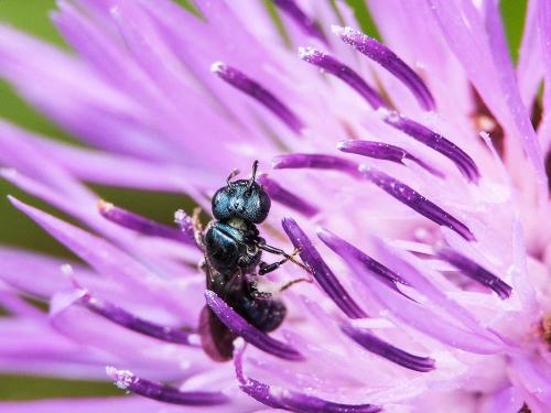 Ceratina sp.