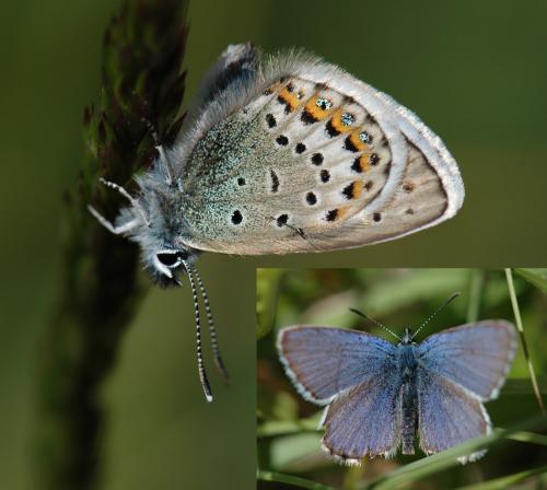 Réf. 162 910 : Plebejus idas
