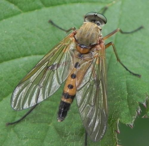 Réf. 162 876 : Rhagio tringarius
