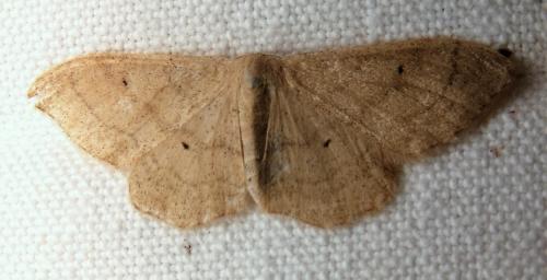 Réf. 162 066 : Idaea straminata