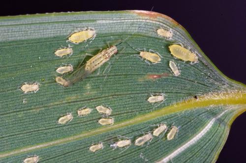 Takecallis arundinariae