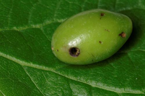 Réf. 162 391 : Hoplocampa (flava-minuta)
