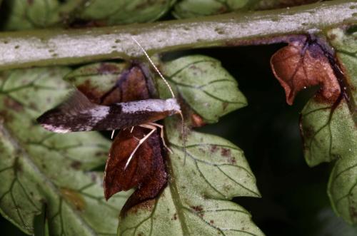 Argyresthia spinosella