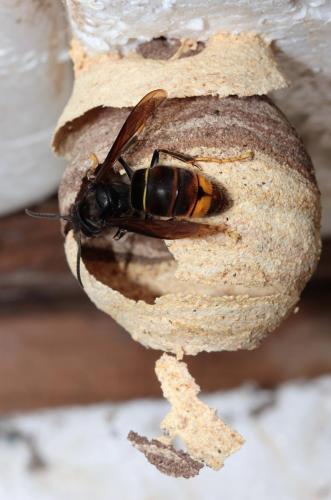 Vespa velutina