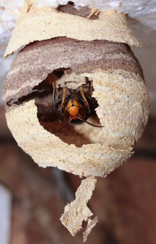 Vespa velutina