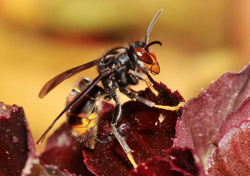 Vespa velutina