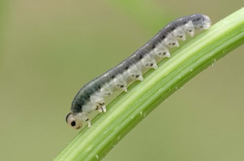 Réf. 162 691 : Macrophya sp.