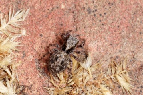 Pseudeuophrys lanigera
