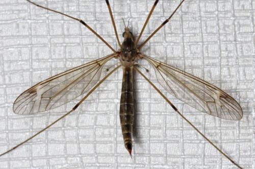 Réf. 162 798 : Tipula sp.