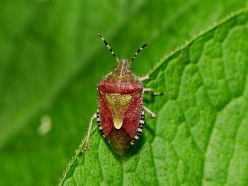 Réf. 162 924 : Dolycoris baccarum