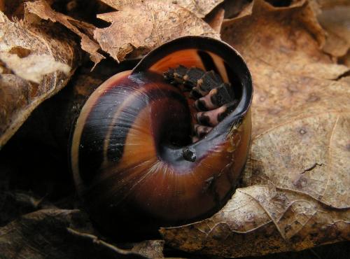 Lampyris sp.