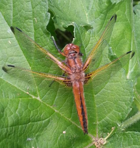 Réf. 162 531 : Libellula fulva