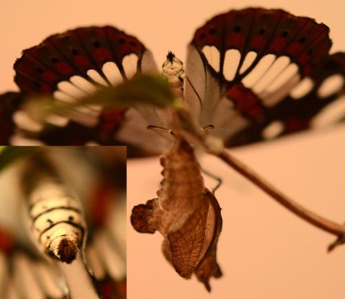 Limenitis reducta
