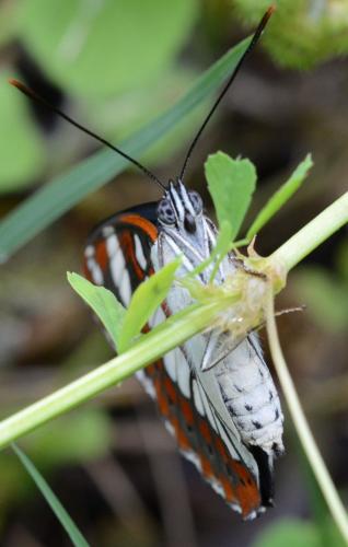 Limenitis reducta