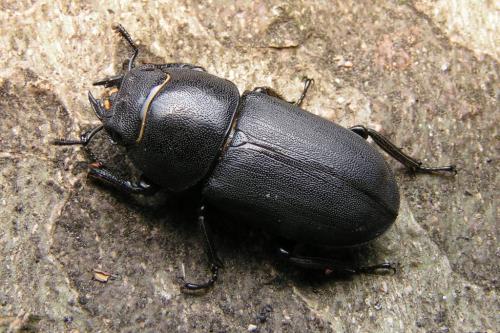 Réf. 162 076 : Dorcus parallelipipedus