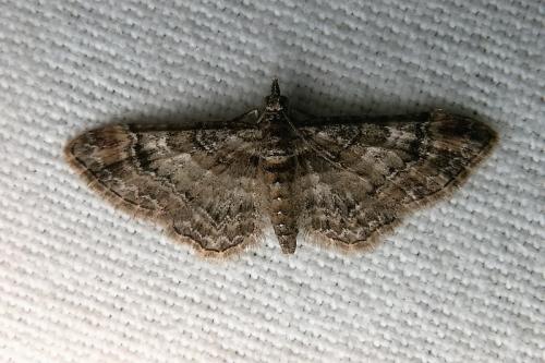 Gymnoscelis rufifasciata