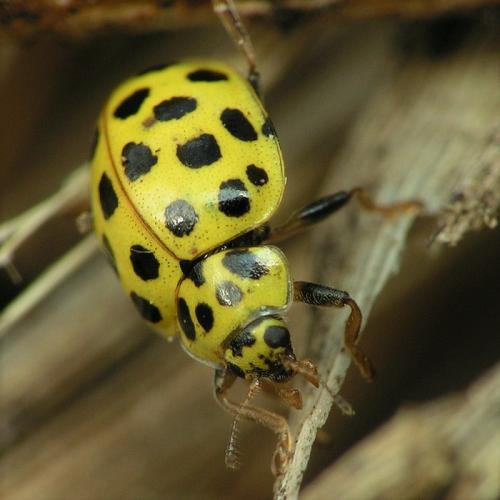 Réf. 162 086 : Psyllobora vigintiduopunctata