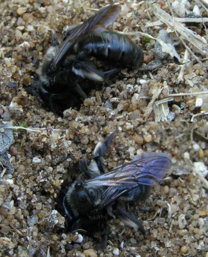 Andrena nigrospina