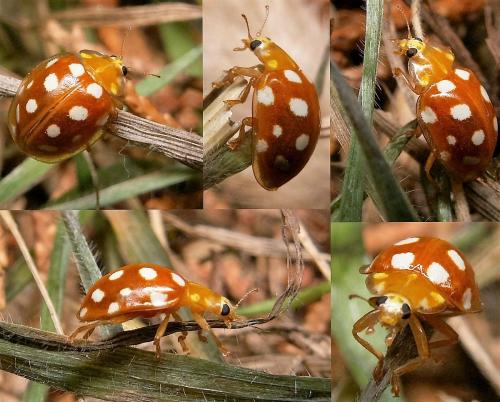Réf. 162 089 : Halyzia sedecimguttata