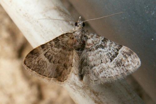 Gymnoscelis rufifasciata
