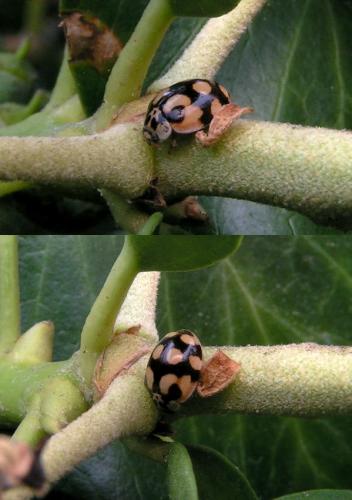 Adalia decempunctata