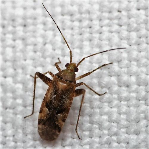 Réf. 162 755 : Phytocoris sp.