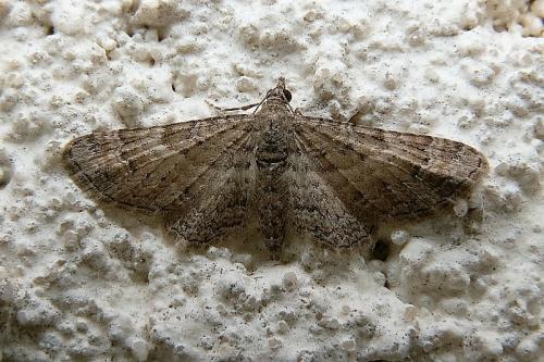 Réf. 162 072 : Gymnoscelis rufifasciata