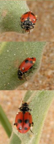 Hippodamia variegata