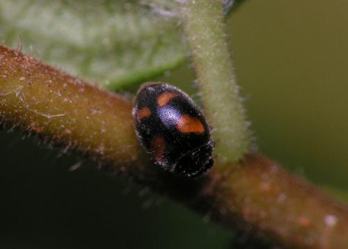 Nephus quadrimaculatus