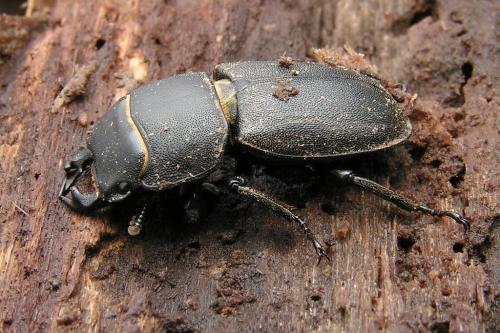 Réf. 162 075 : Dorcus parallelipipedus