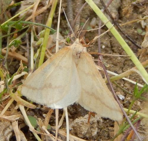 Aspitates ochrearia