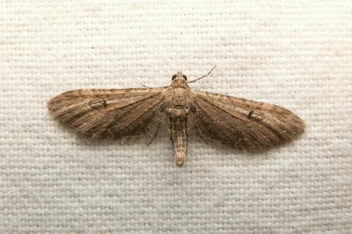 Eupithecia sp.