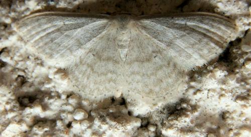 Réf. 162 068 : Idaea subsericeata