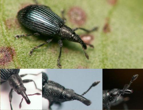 Réf. 162 098 : Perapion violaceum