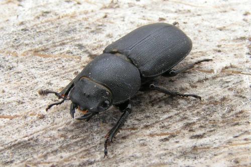 Réf. 162 077 : Dorcus parallelipipedus