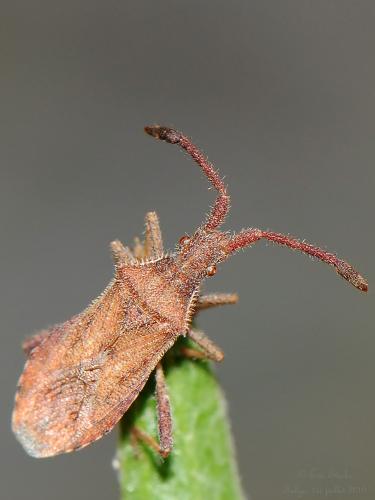 Coriomeris denticulatus