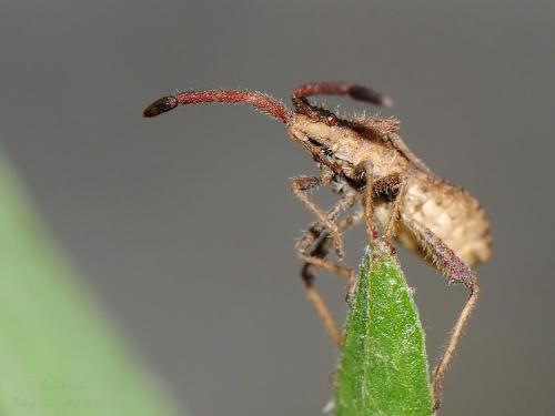 Réf. 162 143 : Coriomeris denticulatus