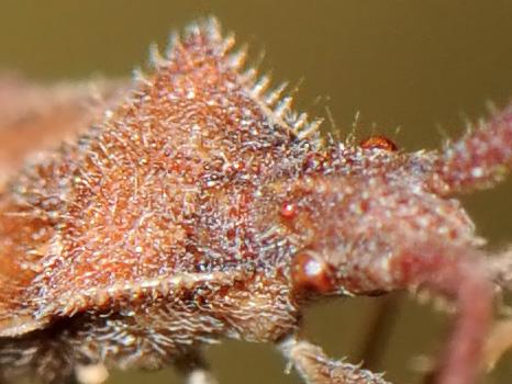 Coriomeris denticulatus
