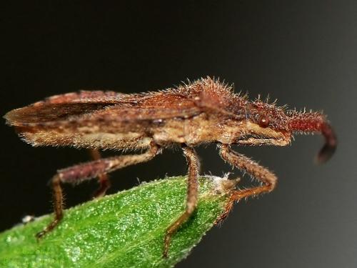 Coriomeris denticulatus