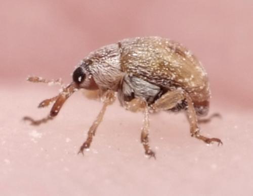 Réf. 162 987 : Corimalia sp.